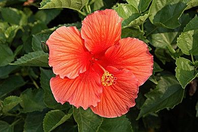 12月网络游戏版号下发 《无畏契约》等过审